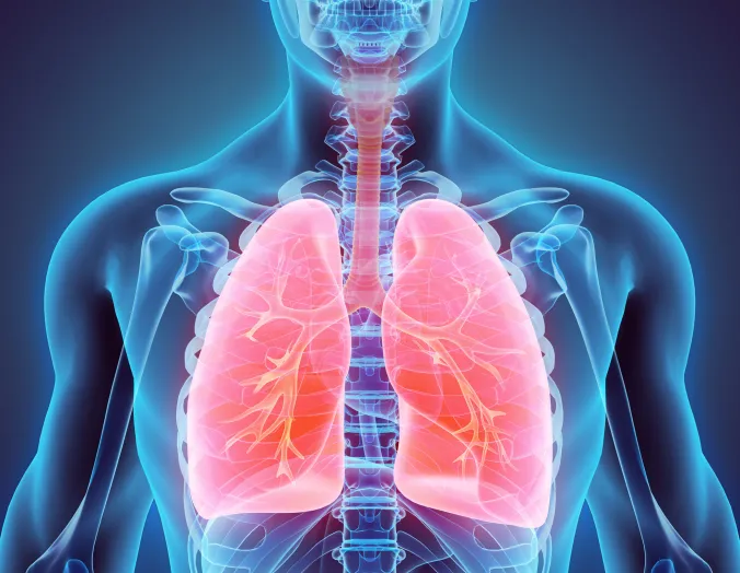 Medical illustration of respiratory system lungs windpipe trachea