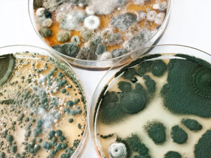 Mycotoxins 3 700x525 1920w