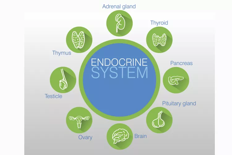 endocrine sys 5b1feb303128340036c34282