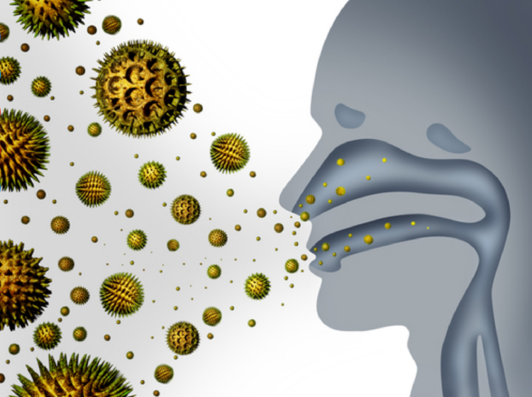 micotoxinas Fig1